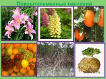 Презентация по биологии Семейства двудольных растений