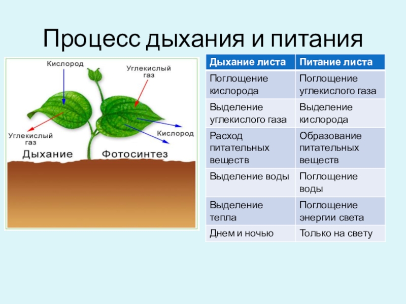 Схема процесса дыхания растения