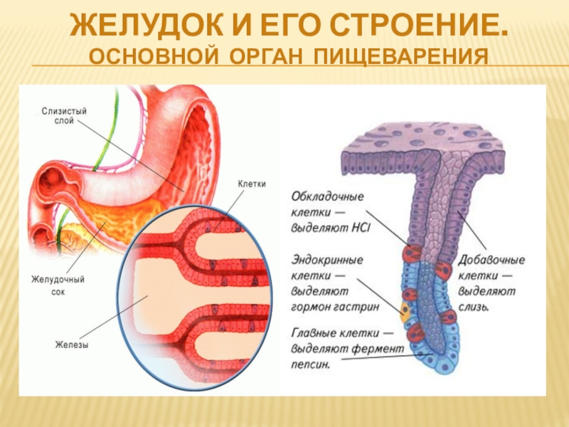 Строение основной. Строение пищеварительного желудка. Желудок его строение. Пищеварение в желудке строение. Строение желудка пищеварение в желудке.