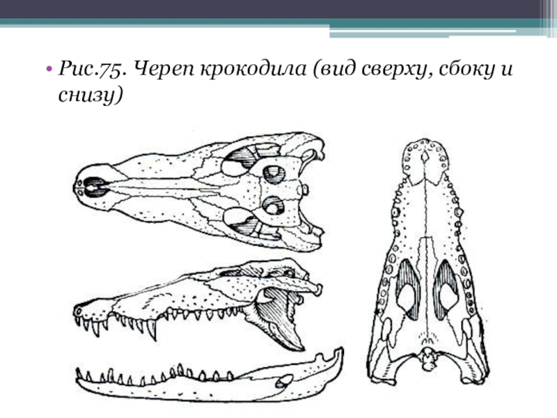 Отличия черепа ящерицы и собаки. Челюсть крокодила строение. Зубная система земноводных. Зубная система пресмыкающихся. Зубная система амфибий.