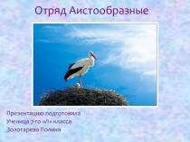 Презентация по биологии на тему: Отряд Аистообразные