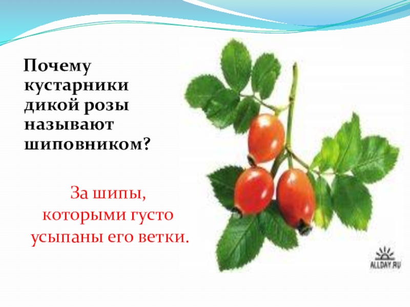 Почему куст. Схема обрезки крыжовника осенью. Айва куст. Куст сирени куприн. Деревья для дошкольников.