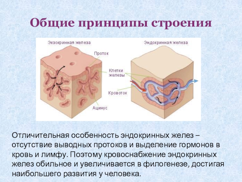 Принцип строения эндокринных желез. Общие принципы строения желез внутренней секреции. Общее строение эндокринных желез. Общие принципы строения экзокринных желез.