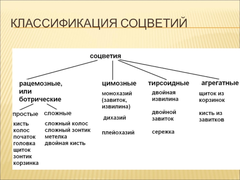 Схема классификации соцветий