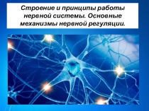 Презентация по биологии по теме: Нервная система(8 класс)