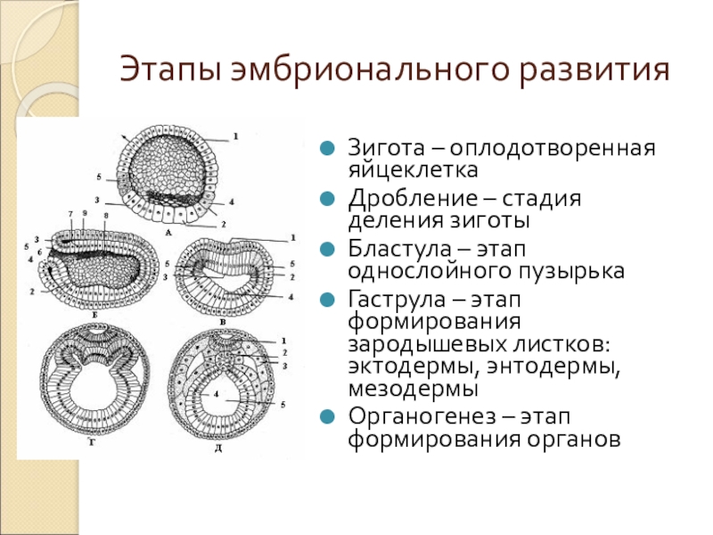 Эмбриональный этап комплекс осевых