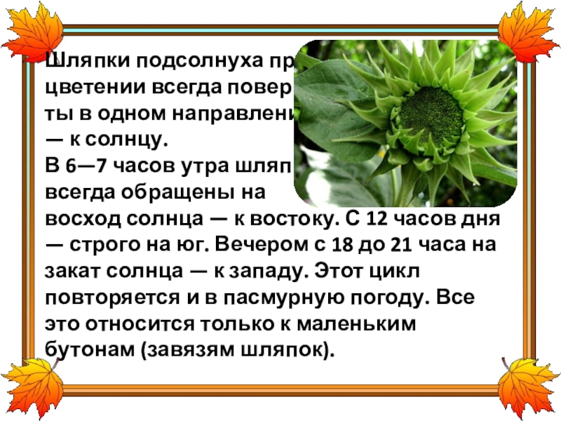 Что означает подсолнух. Солнечный великан подсолнух шляпка подсолнуха. Цветение подсолнуха стих. Почему подсолнух всегда повернут к солнцу. Протокол подсолнух.