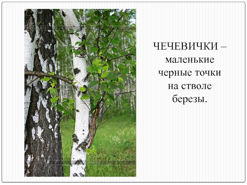 В березовой роще 2 класс планета знаний презентация