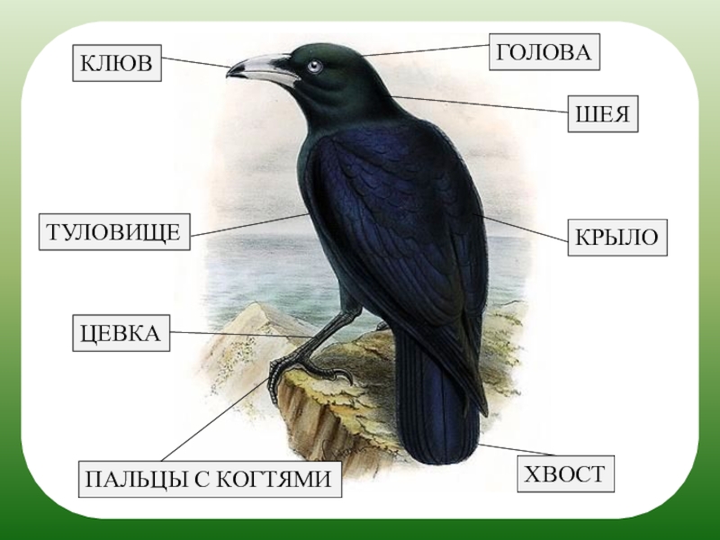 Рисунок птицы 7 класс биология