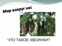 Презентация к уроку окружающего мира Что такое хвоинки?