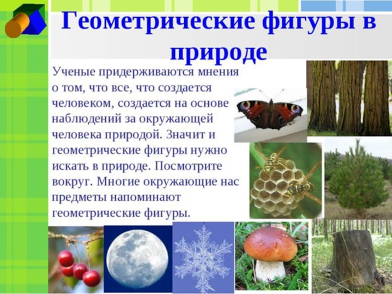 Закономерности в природе. Геометрические фигуры в природе. Презентация геометрические фигуры в природе. Геометрия в природе презентация. Геометрические тела в природе.