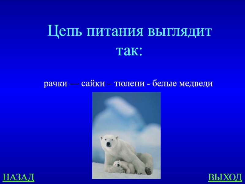 Схема питания арктической. Цепочка питания белого медведя. Пищевая цепь белого медведя. Цепь питания белого медведя. Цепь питания белого мед.