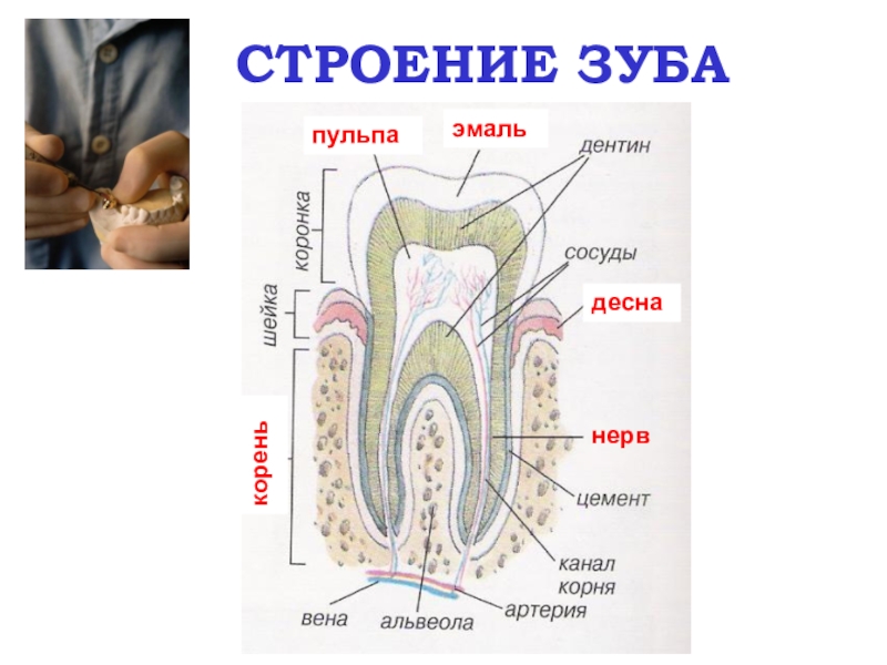 Строение зуба презентация