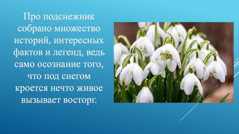 Растения ивановской области занесенные в красную книгу фото и описание