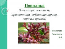 Растения -паразиты. Повилика Презентация к уроку биологии