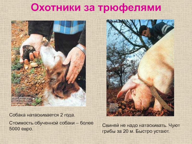 Охотники за трюфелямиСобака натаскивается 2 года.Стоимость обученной собаки – более 5000 евро.Свиней не надо натаскивать. Чуют грибы
