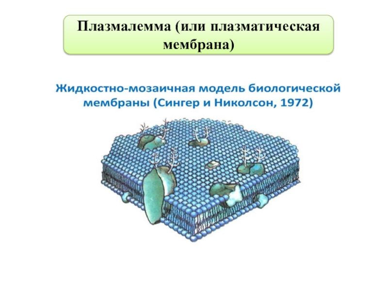 Плазмалемма. Плазматическая мембрана плазмалемма. Клеточная мембрана плазмолемма. Строение плазмалеммы растительной клетки. Плазмолемма это плазматическая мембрана.