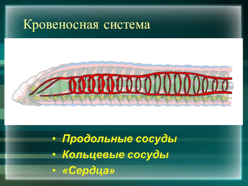 Кольцевые сосуды дождевого червя. Кровеносная система плоских червей круглых червей кольчатых. Строение кровеносной системы кольчатых червей. Кровеносная система плоских круглых и кольчатых червей. Кровеносная система круглых червей.