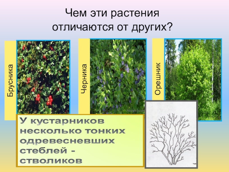 Растение отличается от другого. Растения с одревесневающими стеблями. Орешник хвойный кустарник. Одревесневающие кустарники. Брусника, черника, орешник..