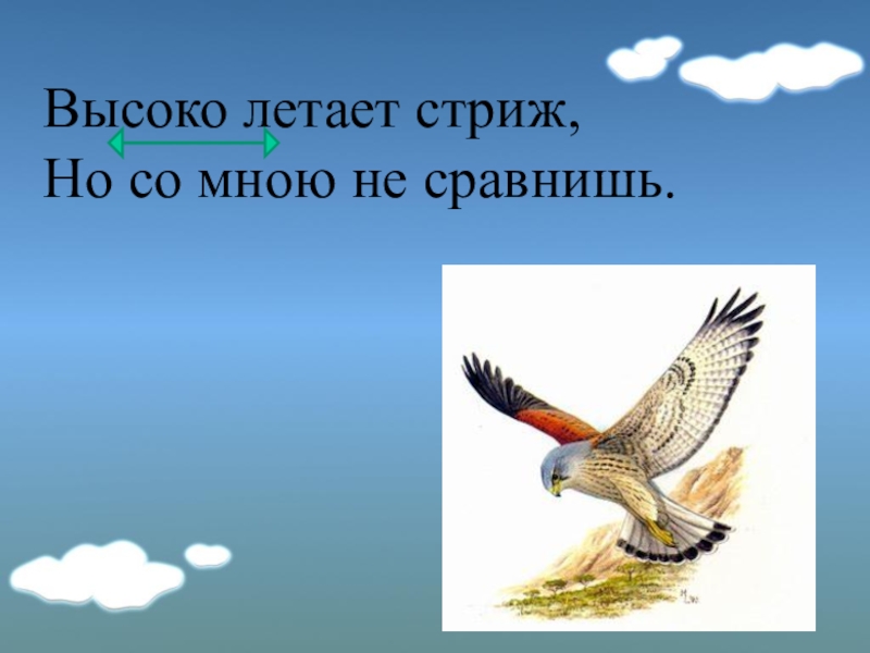 Лечу предложения. Какая птица летает выше всех. Выше всех летает. Высоко летает тот. Высоко летает, да.