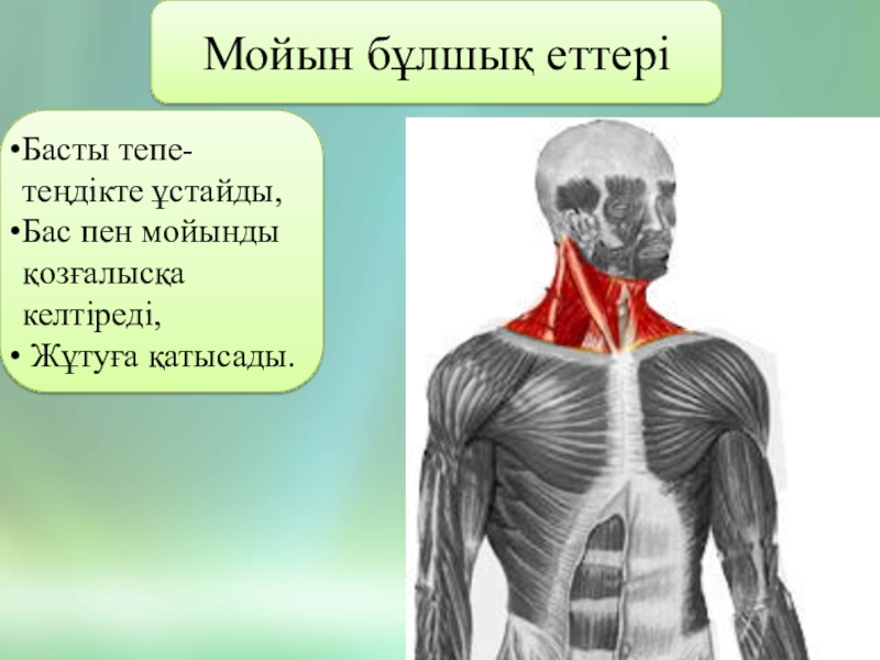 Мимикалық бұлшық еттер презентация