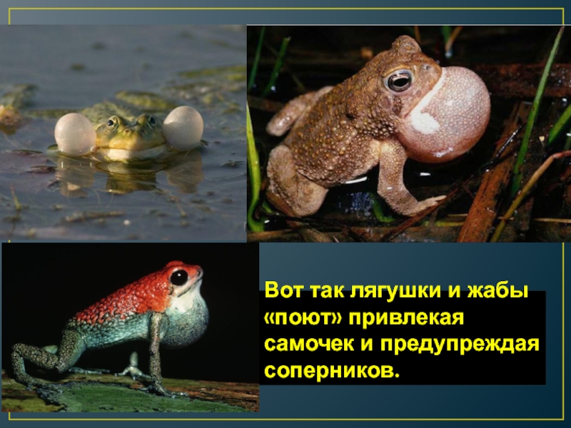 Вот так лягушки и жабы «поют» привлекая самочек и предупреждая соперников.