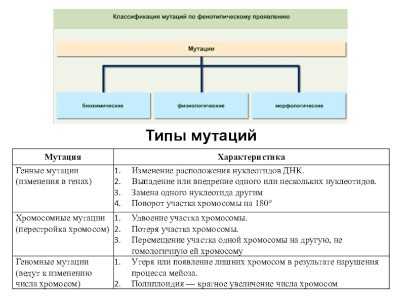 Виды мутаций презентация биология 10 класс