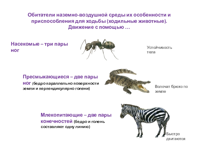 Черты приспособленности организмов к наземно воздушной среде