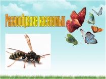 Презентация урока по биологии на тему Многообразие насекомых(7 класс)