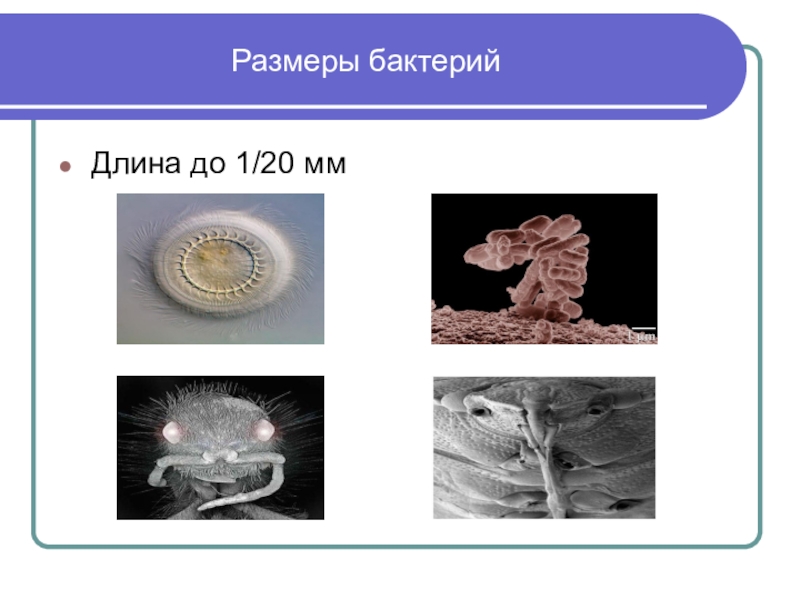 Размеры бактерий. Размеры микроорганизмов. Сравнение размеров микроорганизмов. Размер микроба.