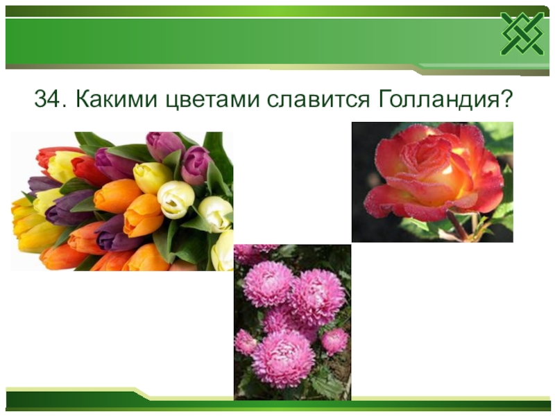 Какой из цветов не является. Какими цветами славится Голландия. Какими цветами славятся Нидерланды. Какими цветами славится Голландия окружающий мир 3 класс. Какими цветами славится Голландия 3 класс окружающий мир ответы.