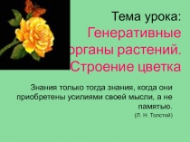 генеративные органы растений. строение цветкаю