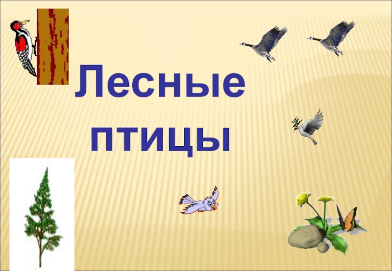 К птицам леса относятся. Презентация на тему птицы леса. Птицы для презентации. Лесные птицы презентация. Птицы леса доклад.