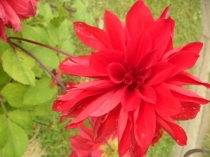 Значение растений в природе и жизни человека