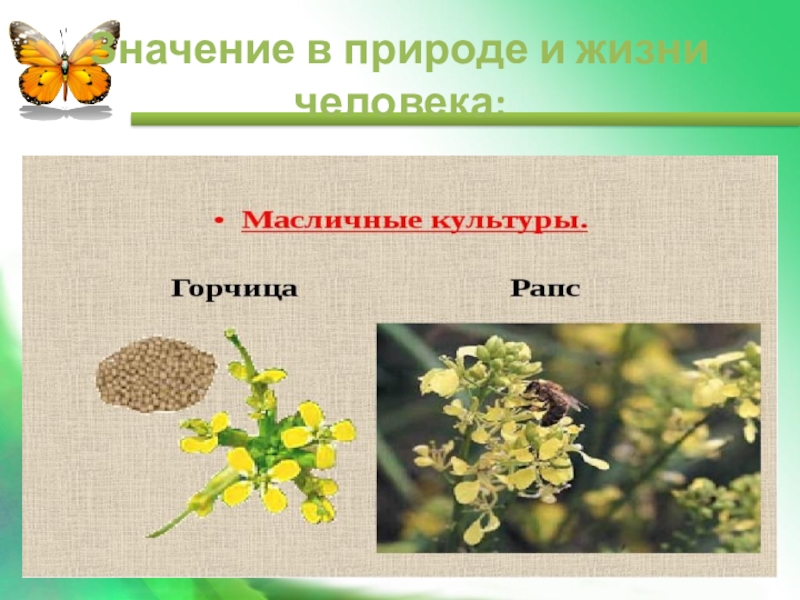 Крестоцветные представители. Крестоцветные масличные. Многообразие крестоцветных растений. Масличные крестоцветные растения. Семейство крестоцветных растений таблица.