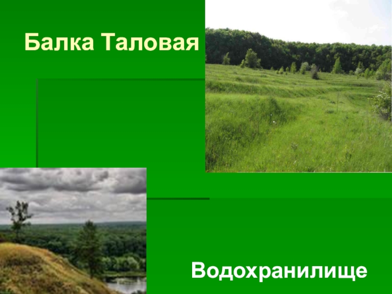 Погода каменная степь таловского воронежской. Заказник каменная степь презентация. Докучаев в каменной степи. Экспедиция Докучаева в каменную степь. Презентация каменная степь Воронежская область.