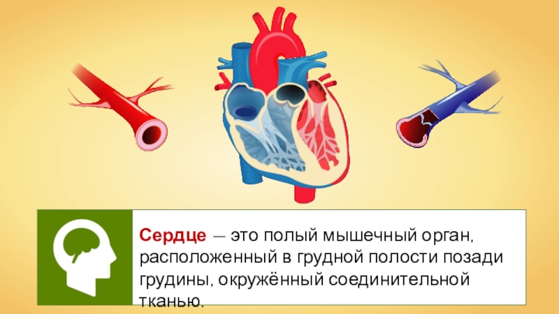 Кровообращение сердца 8 класс. Органы кровообращения строение и работа сердца. Работа сердца презентация. Органы кровообращения 8 класс. Органы кровообращения строение и работа сердца 8 класс презентация.