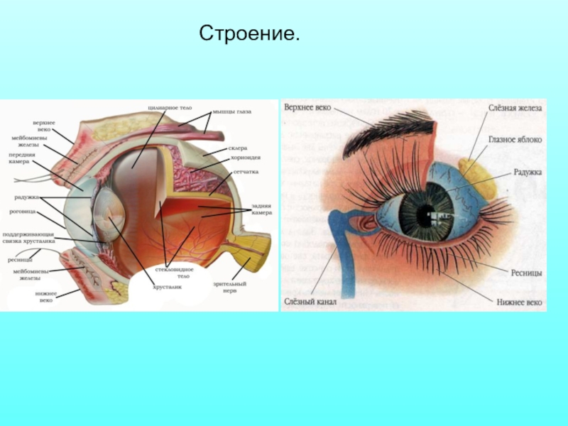 Конспект урока зрение. Слезный аппарат глаза. Нервная система глаза. Слезный канал радужка слезная железа. Моторная система глаза.