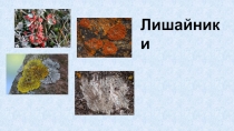 Лишайники