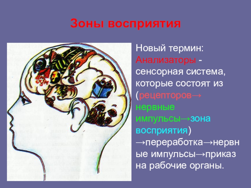 Зоны восприятия мозга. Зоны восприятия. Перцептивные зоны восприятия. Увеличение зоны восприятия человека.