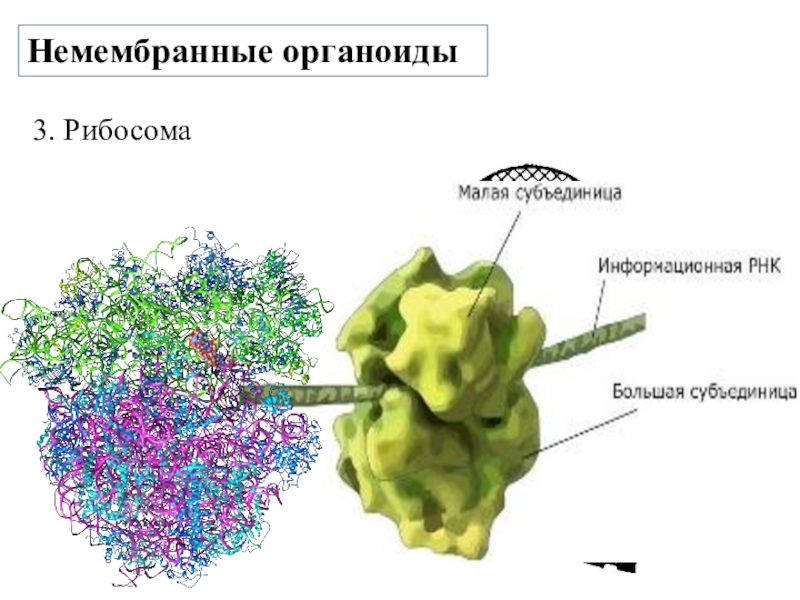 Органоид рибосома рисунок. Немембранные органоиды клетки рибосомы биология 10 класс. Клеточный органоид рибосома. Немембранные органоиды рибосомы. ОРГАНОИДРИБОСОМЫ строение.