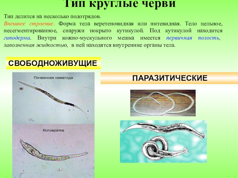 Круглые черви примеры названия. Тип круглые черви 7 класс биология. Таблица круглых паразитических червей. Круглые черви разнообразие:Nematoda. Особенности строения представителей типа круглые черви.