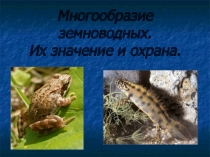 Презентация к уроку Многообразие земноводных. Их значение и охрана