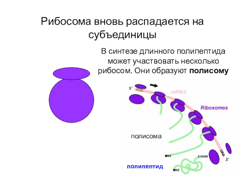 Сборка субъединиц рибосом происходит в