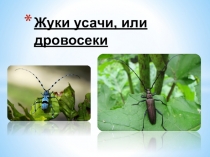 Презентация по биологии на тему Жуки-усачи (7 класс)