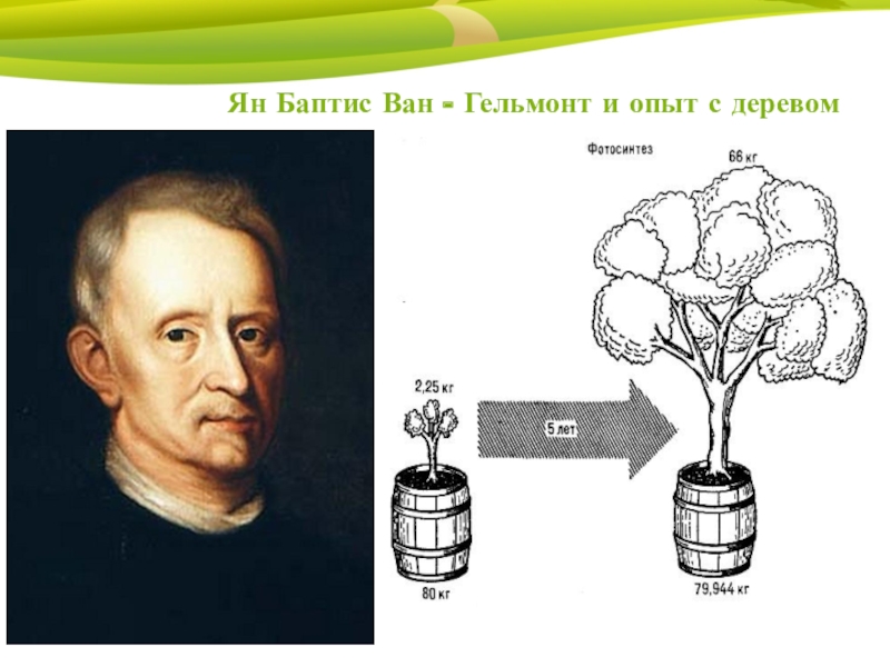 Эксперимент ван гельмонта. Эксперимент ван. Эксперимент ван. Ван гельмонт растения. Теория ван гельмонта.