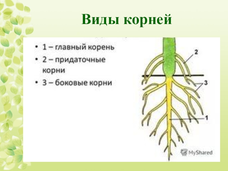 Система корня биология 6. Виды корней. Корень виды корней. Виды корней и типы. Типы корней биология 6 класс.