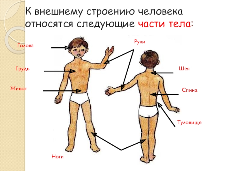 Тело человека картинка с надписями частей тела