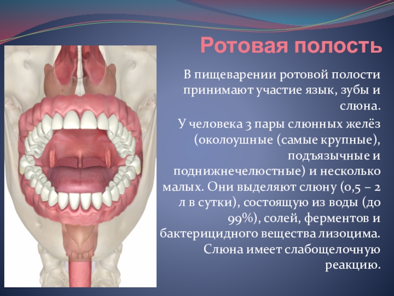 Полость рта статья. Характеристика пищеварения в ротовой полости. Пищеварение человека ротовая полость. Пищеварение в ротовой полости зубы и язык.