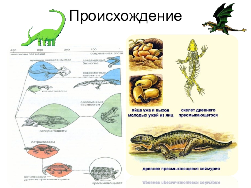 Контрольная работа рептилии. Происхождение пресмыкающихся биология. Происхождение рептилий схема. Пресмыкающиеся Эволюция. Эволюция рептилий схема.